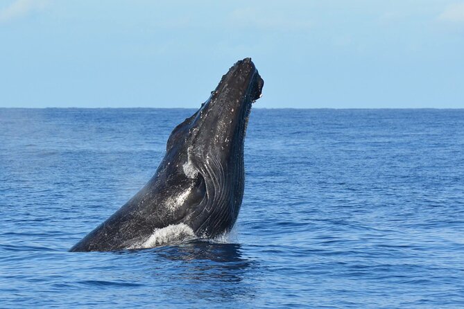 Late-Morning Whale Watch From Kawaihae - Onboard Naturalists and Hydrophone