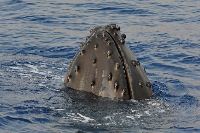 Late-Morning Whale Watch From Kawaihae - Accessibility and Group Size Information