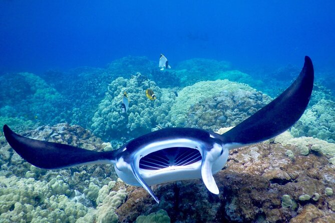 Late Night Manta Snorkel - Check-in and Parking Information