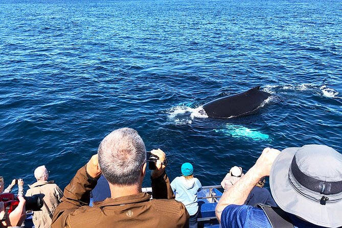 Late Season Puffin & Scenic Coastal Cruise - Puffin Sightings