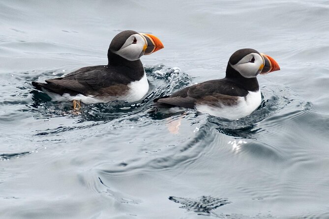 Late Season Puffin & Scenic Coastal Cruise - Coastal Scenery