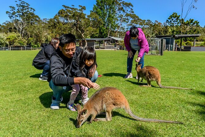 Late Start Blue Mountains Nature, Waterfalls, Koalas Small Group - Who Should Consider This Tour?