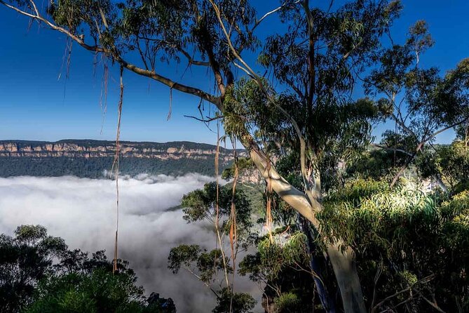 Late Start Blue Mountains Nature, Waterfalls, Koalas Small Group - Cancellation Policy