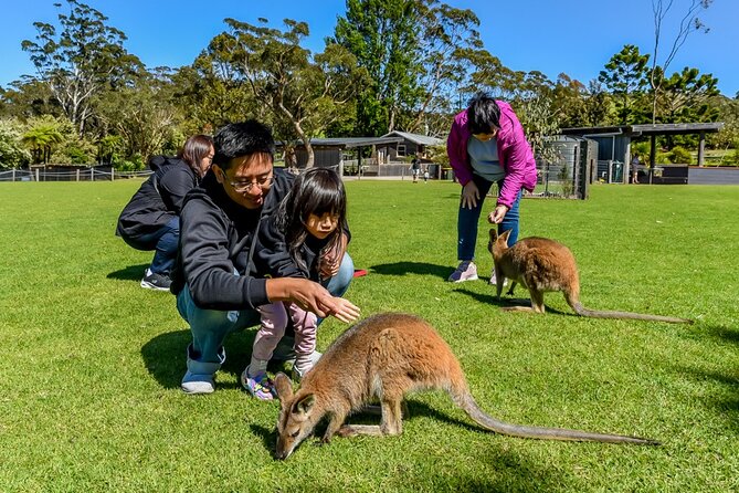 Late Start Blue Mountains Nature, Waterfalls, Koalas Small Group - Physical Requirements