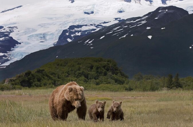 Late Summer Bear Viewing in Katmai National Park - Key Points