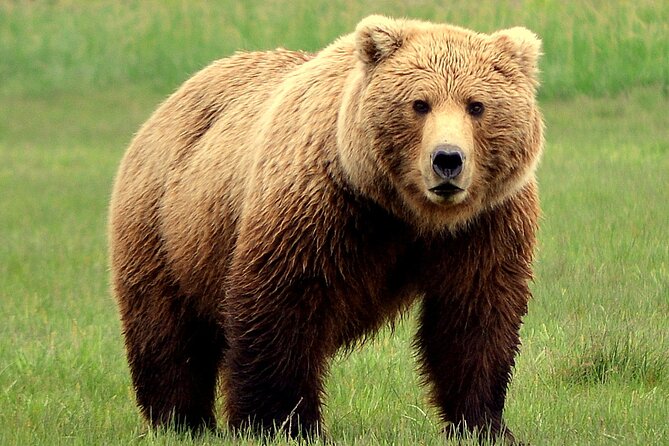 Late Summer Bear Viewing in Katmai National Park - Tour Itinerary