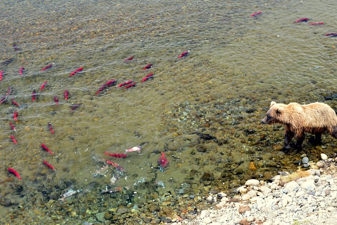 Late Summer Bear Viewing in Katmai National Park - Health and Safety Considerations