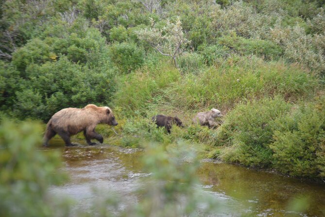 Late Summer Bear Viewing in Katmai National Park - Booking and Confirmation