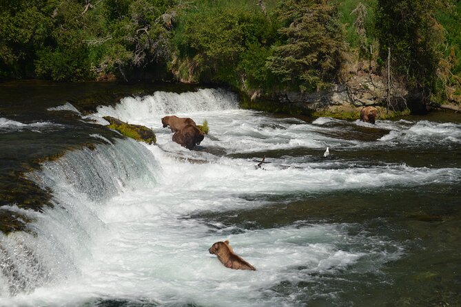 Late Summer Bear Viewing in Katmai National Park - Reviews and Ratings