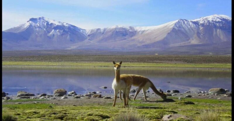 Lauca National Park and Chungara Lake - Tour Highlights