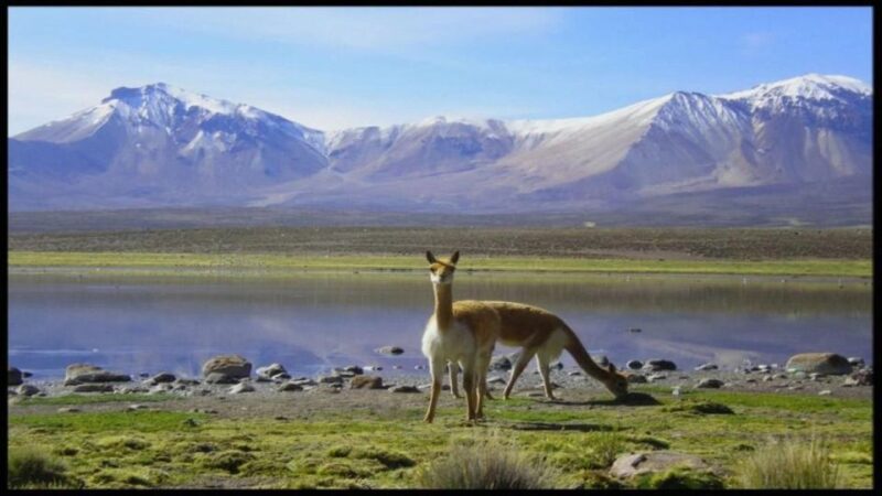 Lauca National Park and Chungara Lake - Itinerary Details