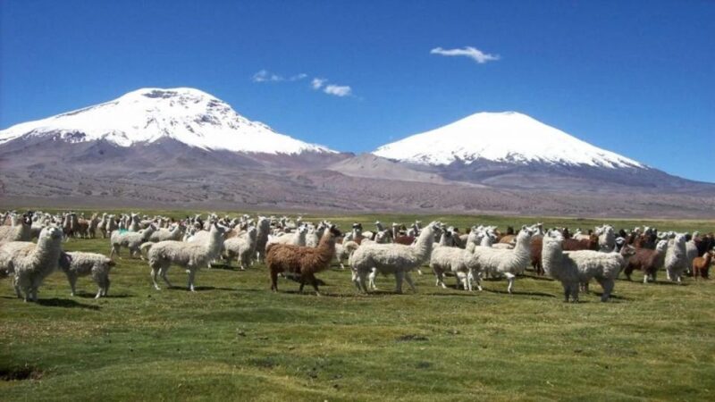 Lauca National Park and Chungara Lake - Important Information