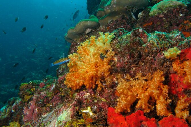 Lauderdale By The Sea Replicated Shipwreck & Reef Snorkel Trails - Positive Feedback