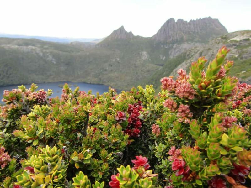 Launceston: Cradle Mountain Guided Active Day Trip - An In-Depth Look at the Cradle Mountain Day Trip