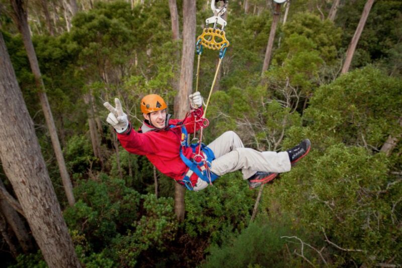 Launceston: Hollybank Forest Treetop Zip Lining With Guide - Tour Details