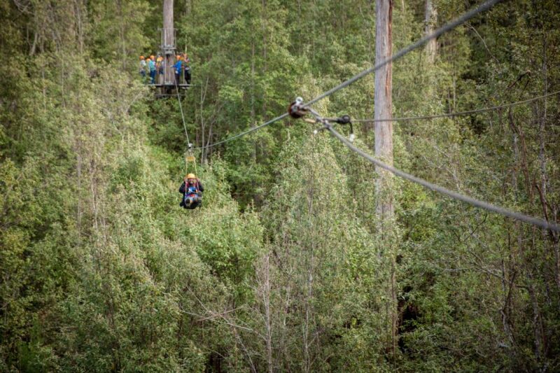 Launceston: Hollybank Forest Treetop Zip Lining With Guide - Meeting Point