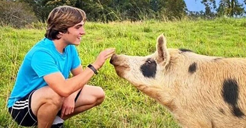 Laupahoehoe: Farm Animal Sanctuary Private Tour - Experience Highlights