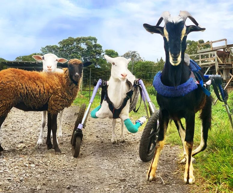 Laupahoehoe: Farm Animal Sanctuary Private Tour - Reserving Your Tour