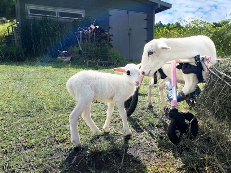 Laupahoehoe: Farm Animal Sanctuary Private Tour - Preparing for Your Visit