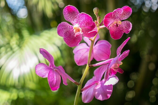 Lautoka Orchids & Village Life: Private Shore Tour 4 Hours - FAQs