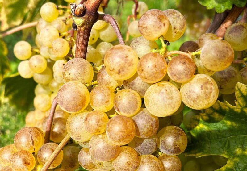 Lavaux: Vineyard Experience - Highlights and Inclusions