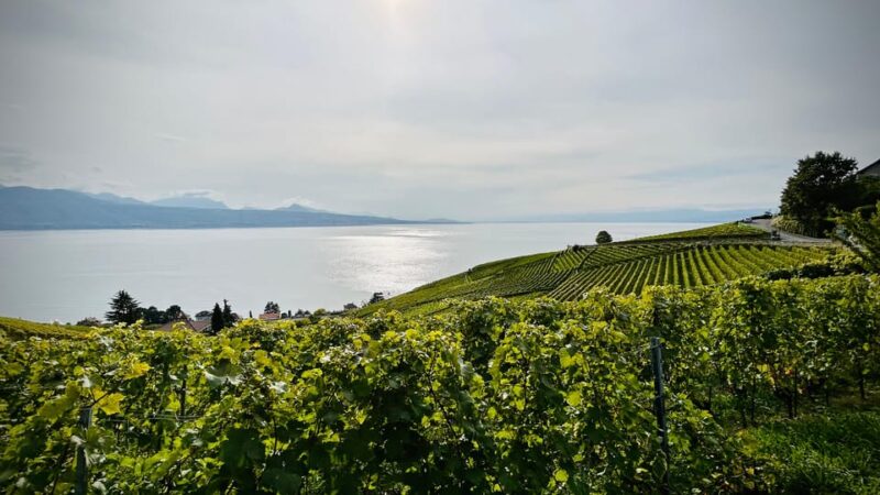 Lavaux: Vineyard Experience - The Beauty of Geneva Lake Cruise
