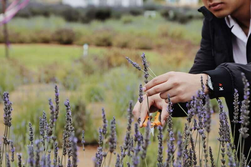 Lavender Experience Valle de Guadalupe - Guided Field Tour - Harvesting and Crafting