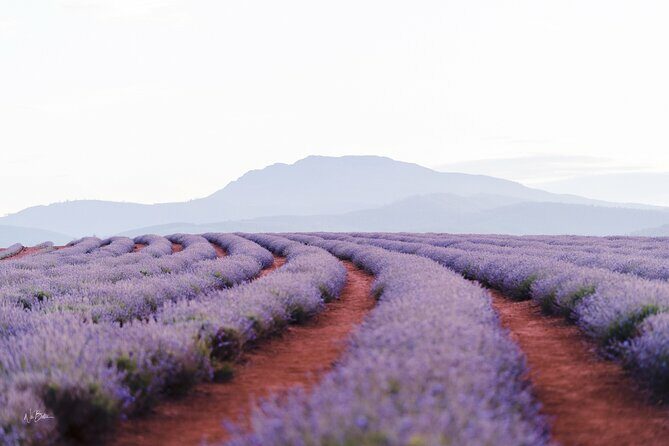 Lavender Farm - Bridestowe Festival of Flowers - Key Points