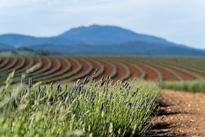 Lavender Farm - Bridestowe Festival of Flowers - What Sets This Tour Apart