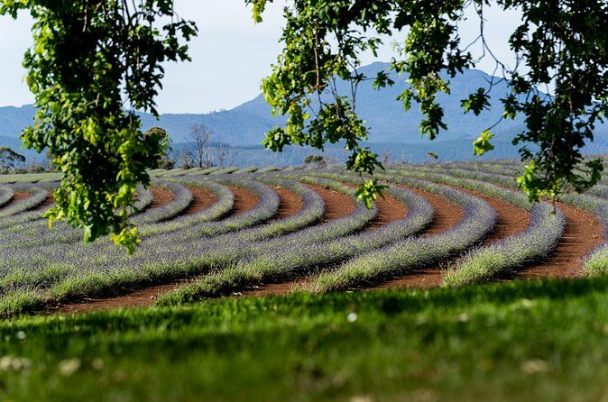 Lavender Farm - Bridestowe Festival of Flowers - Practical Details