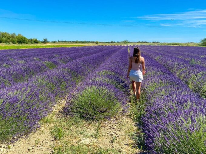 Lavender Field & Distillery Tour Between Nimes & Arles - Important Information