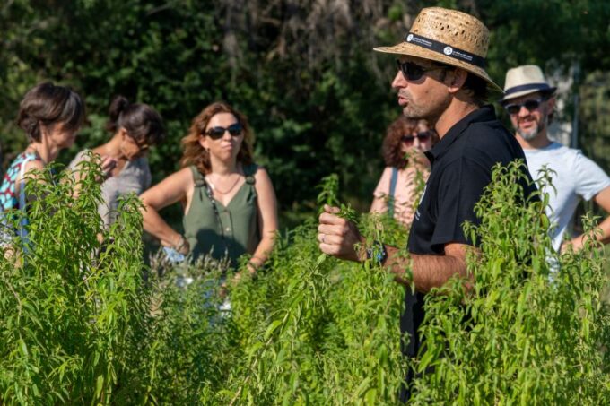 Lavender Field & Distillery Tour Between Nimes & Arles - Frequently Asked Questions