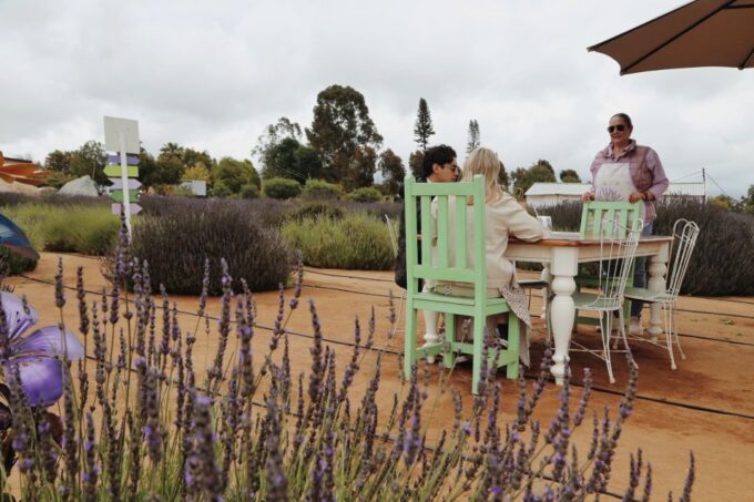 Lavender Field Guided Tour - Lavender Cultivation Insights