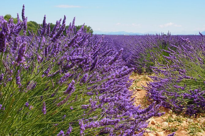 Lavender Fields Tour in Valensole From Marseille - Shopping Opportunities in Valensole