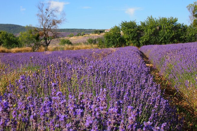 Lavender Full-day Tour in Sault From AIX-EN-PROVENCE - Exploring the Charming Village of Sault