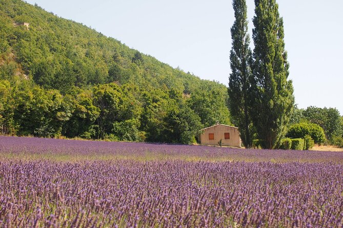 Lavender Full-day Tour in Sault From AIX-EN-PROVENCE - Photogenic Lavender Field Locations