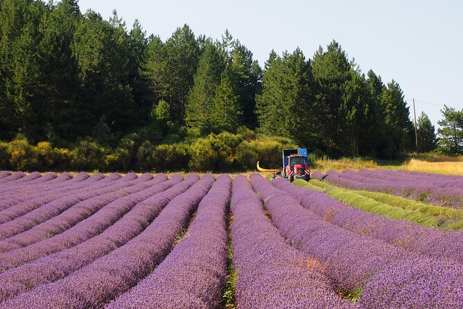 Lavender Full-day Tour in Sault From AIX-EN-PROVENCE - Positive Guest Experiences