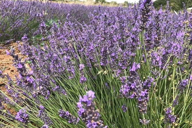 Lavender in Sault Small Group Half-Day Trip - Inclusions and Exclusions
