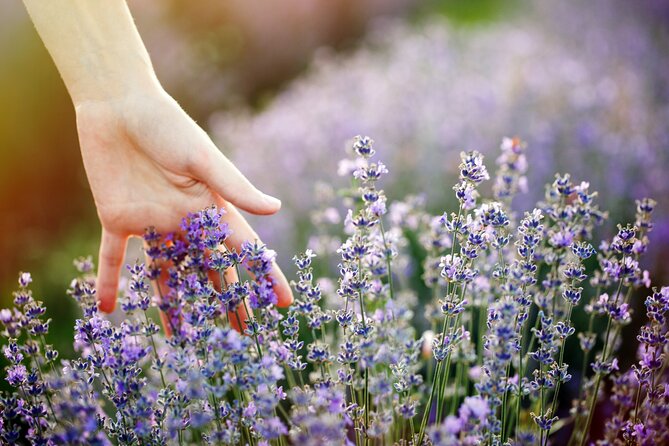 Lavender Route - Small-Group Day Trip From Avignon - Additional Information