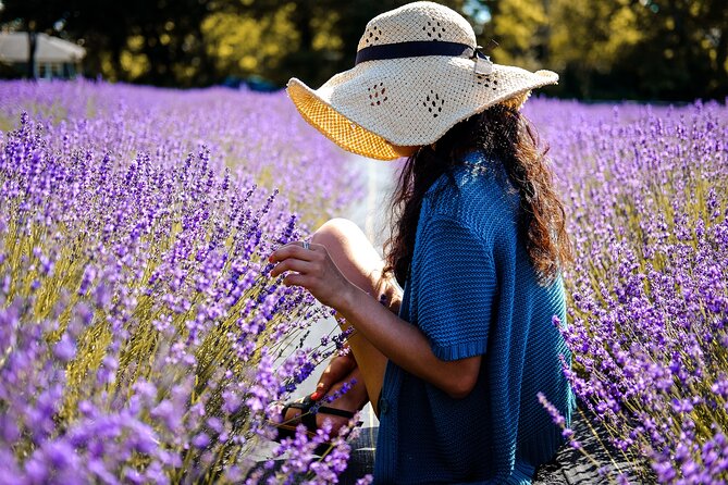 Lavender Route - Small-Group Day Trip From Avignon - Senanque Abbey and Ochre Path