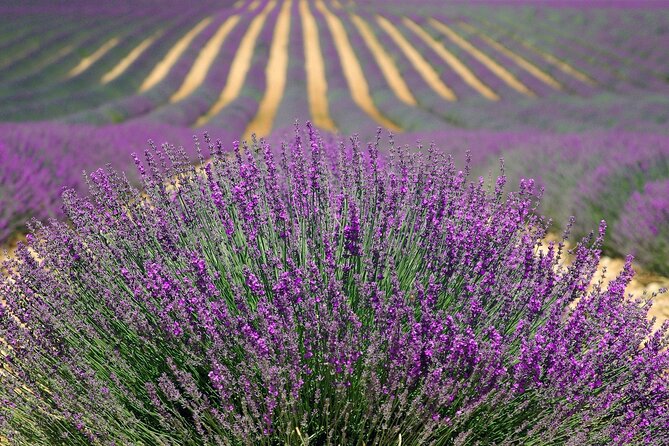 Lavender Tour From Pamukkale With Drop off Denizli Airport - Exploring Lavender Fields