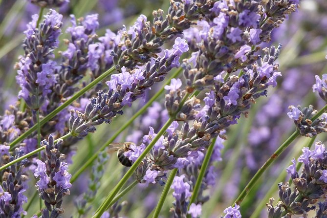 Lavender Tour Sault From Marseille - Meeting Point and Schedule
