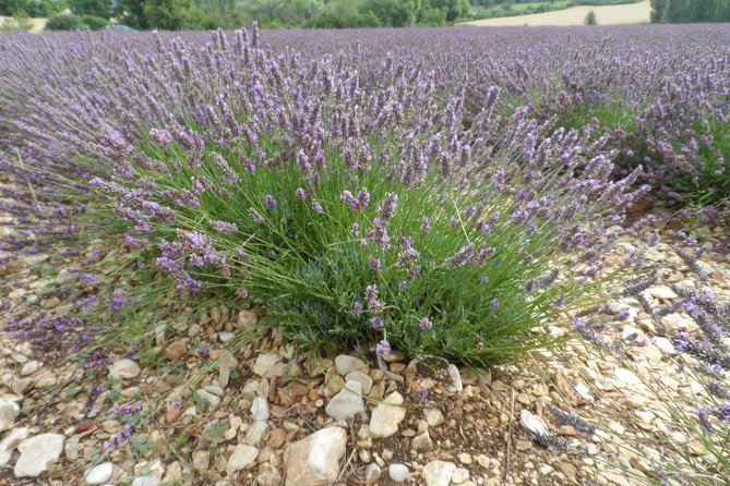 Lavender Tour Sault From Marseille - Included and Excluded Items