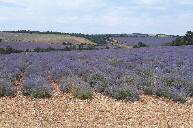 Lavender Tour Sault From Marseille - Experiencing Local Products