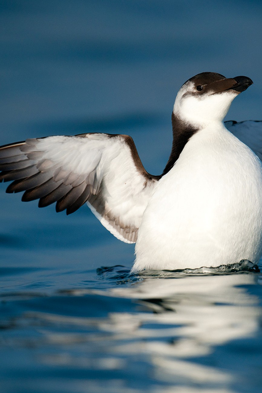 Le Grau-du-Roi: Seabird Watching Naturalist Cruise - Inclusion Details