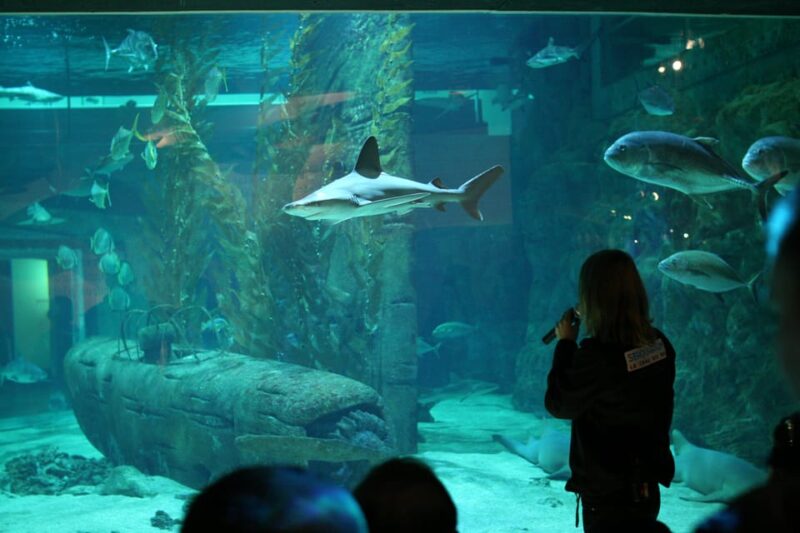 Le Grau-du-Roi: Seaquarium Skip-the-Line Entrance Ticket - Exploring Mediterranean Marine Life