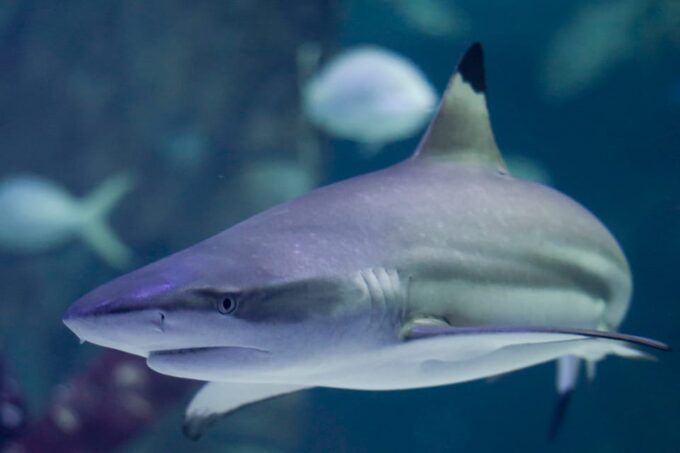 Le Grau-du-Roi: Seaquarium Skip-the-Line Entrance Ticket - Frequently Asked Questions