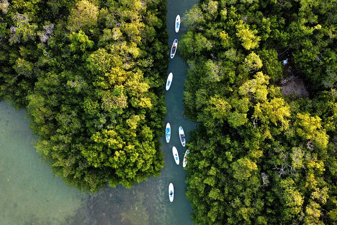 Learn Paddle Board and Explore the Mangroves of Progreso - Location and Directions