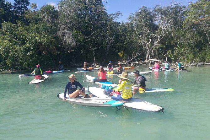 Learn Paddle Board and Explore the Mangroves of Progreso - Experience Highlights