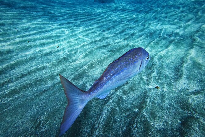 Learn Scuba Diving in Tenerife With Photos Included - Diving Instruction and Certification